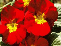 file_86355548