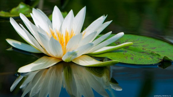 flowers-wallpaper-1366x768-234