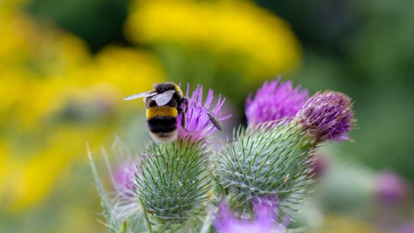 BumbleBee ROW7621208242 UHD
