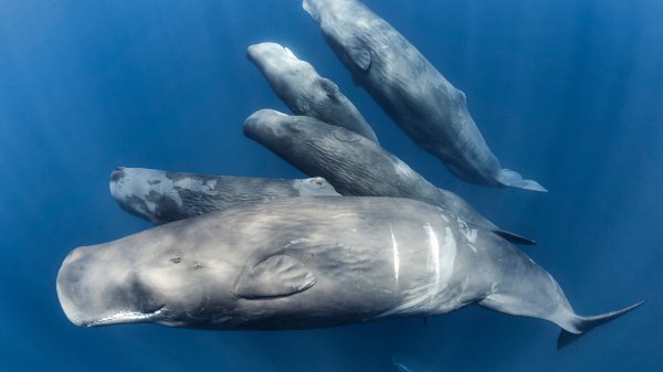 EndangeredWhales ROW6081633589 UHD