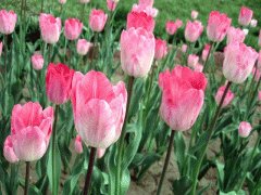 file_86354891