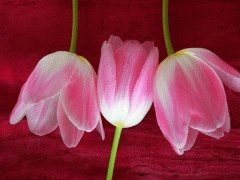 file_86355581