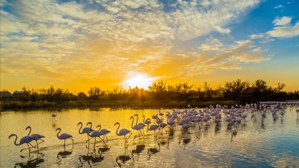 CamargueFlamingos ROW7729058337 UHD