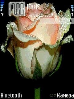 Roza 2