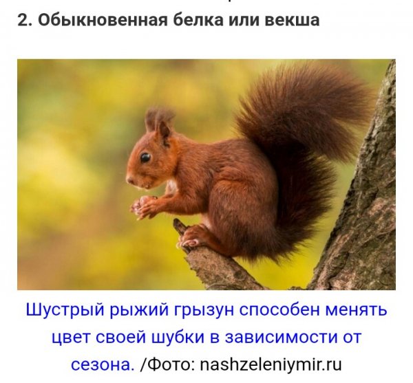белка