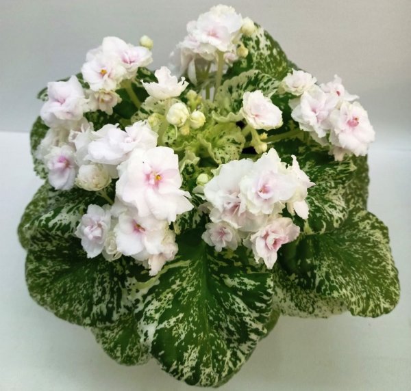 Сенполия Watermelon Snow
