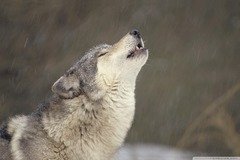 howling timber wolf temperate north america-wallpa