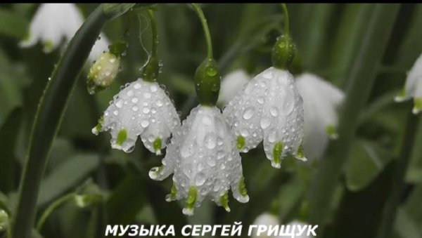 Сергей Грищук - ,,КОГДА ЗАЦВЕТАЕТ ВЕСНА ,,