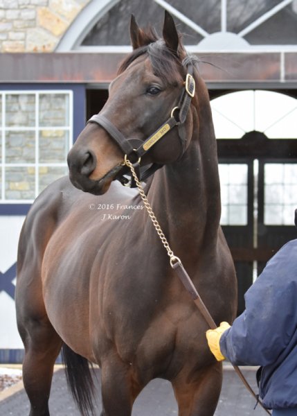 Horses