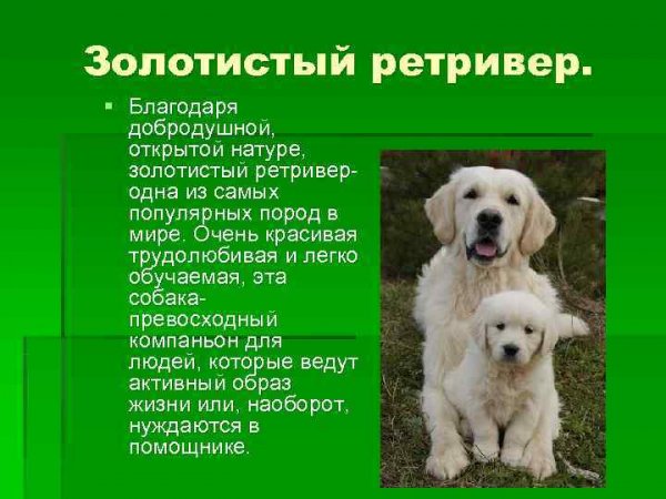 Ретривер