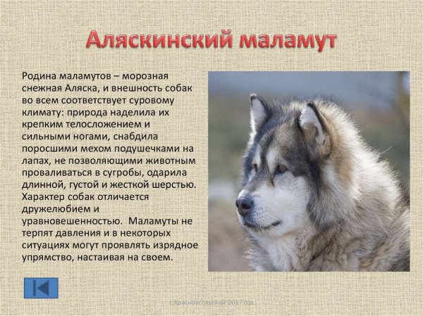 Маламут