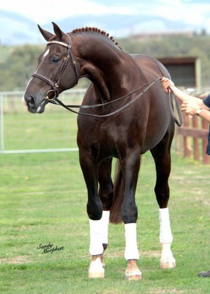 Beautiful-horse