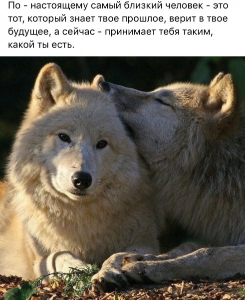 Цитаты Волки