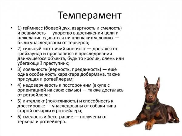 Доберман