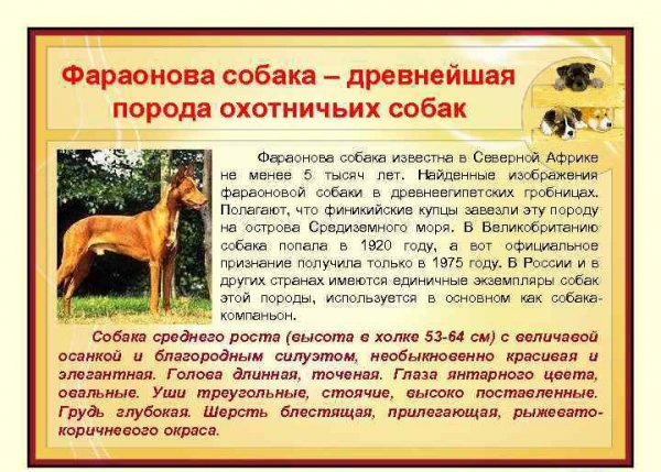 Фараонова собака