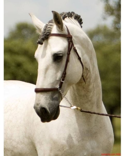 Horse love