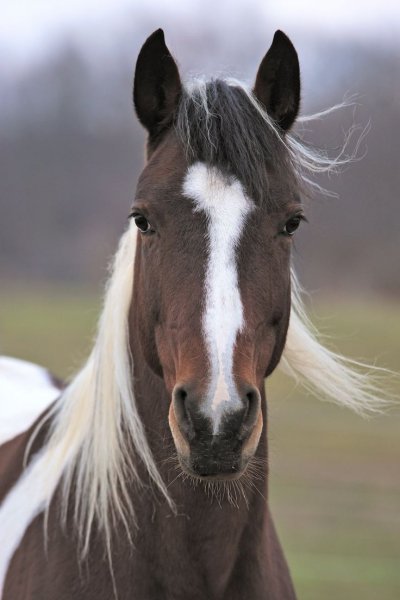 Beautiful-horse