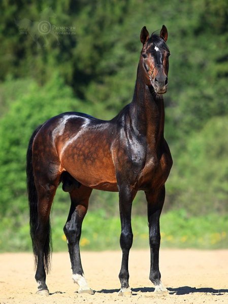 Красивый!