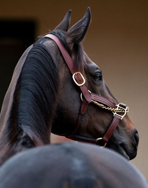 outhern-charm-pretty-horse