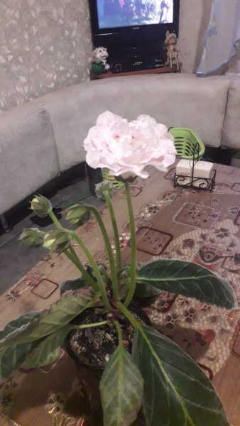 IMG-20210531-WA0010