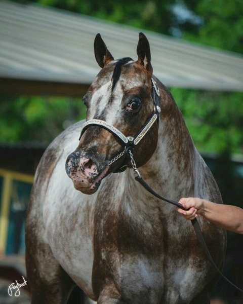 Horses love