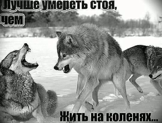 volki-