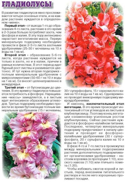 Гладиолусы