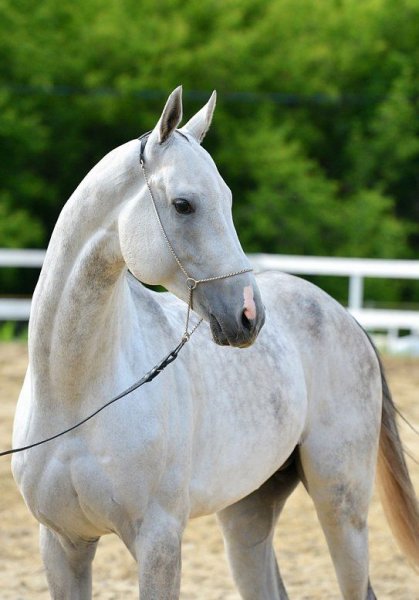 akhal-teke