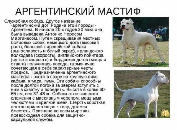 Аргентинский мастиф