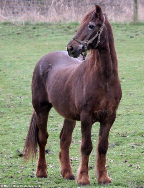 Horses love