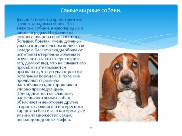 Бассет-хаунд