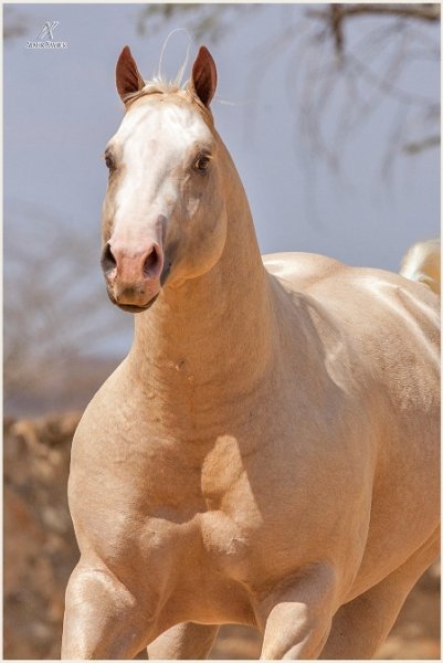 Horses love
