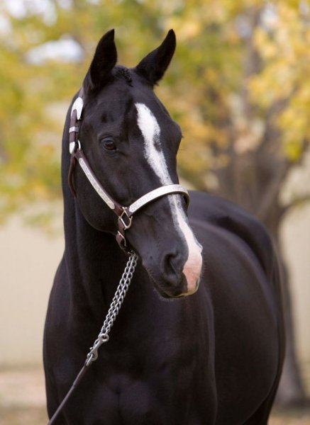 horse-love-pretty-horses