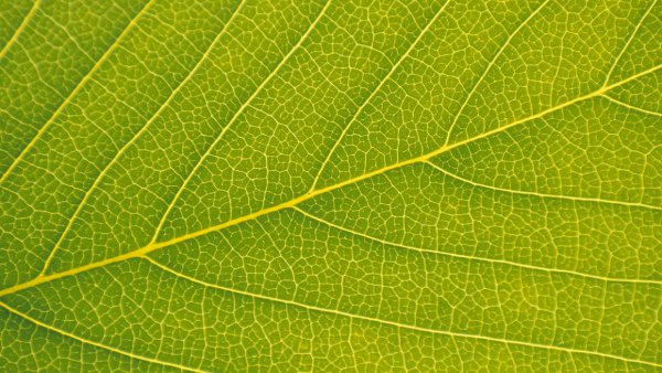 Veins of a Leaf
