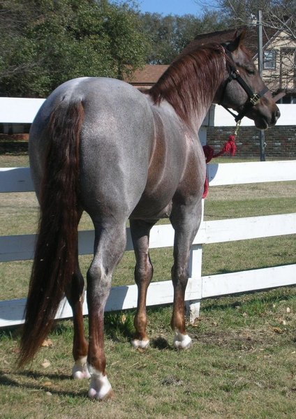 beautiful-horse-photo