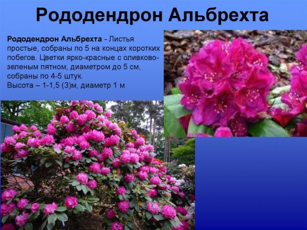 Рододендрон Альбрехта