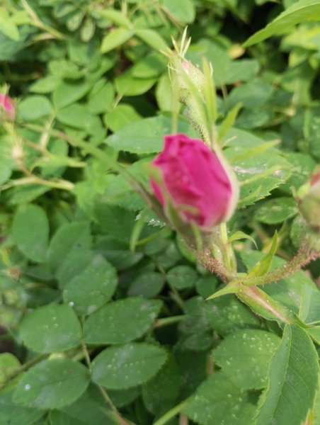 picture_365080237