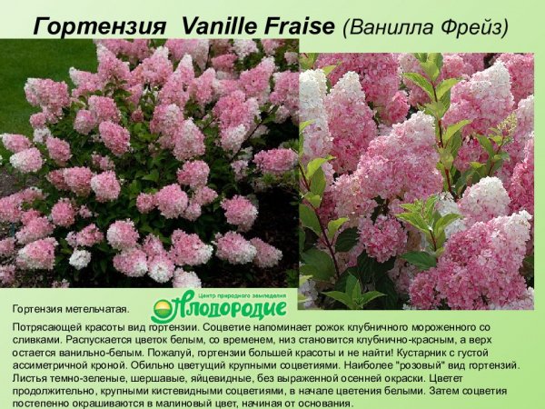 Ванилла Фрейз