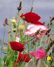 Flowers 083