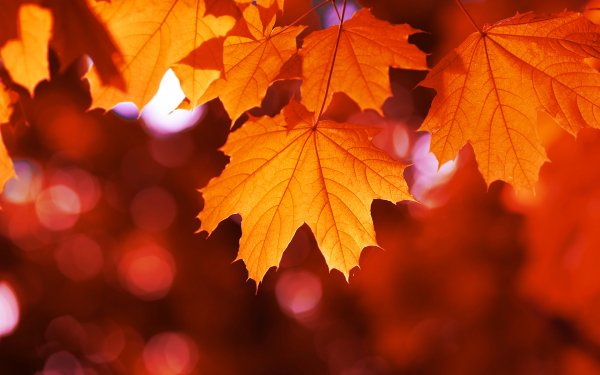 Autumn Colors 2