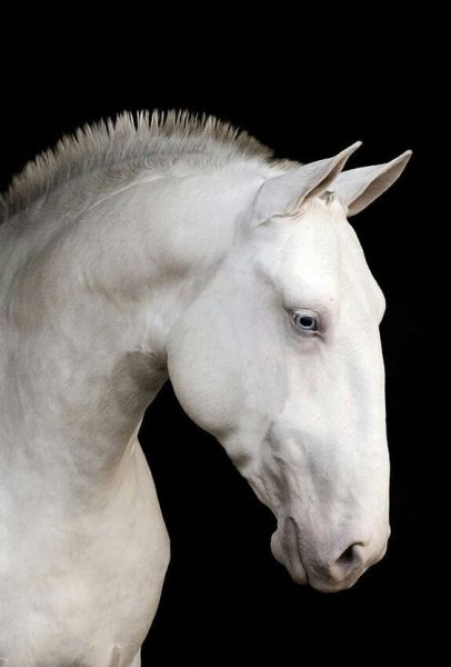 Horses loveeeeeeee!