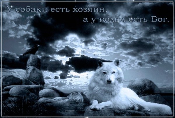 ZoQOIJd8jek
