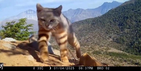 Редкая пампасская кошка в объективе фотоловушки