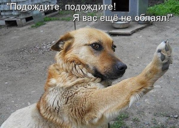 Еще не облаял!