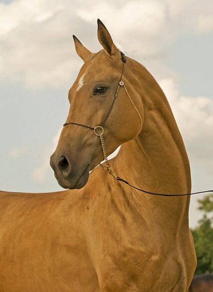 Akhal-Teke