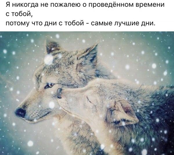 Цитаты Волки