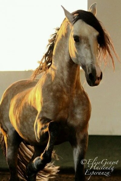 horse-love