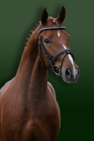 Horses love