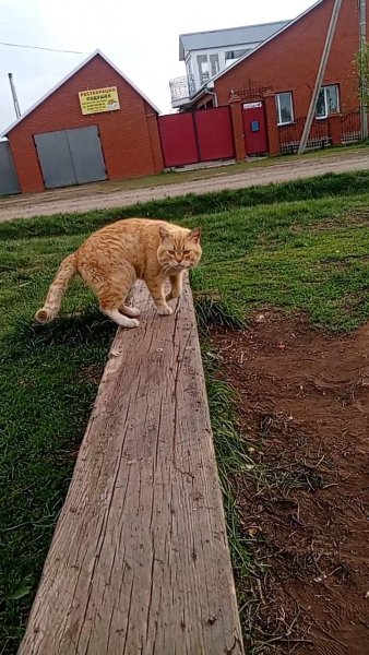Котик рыжий