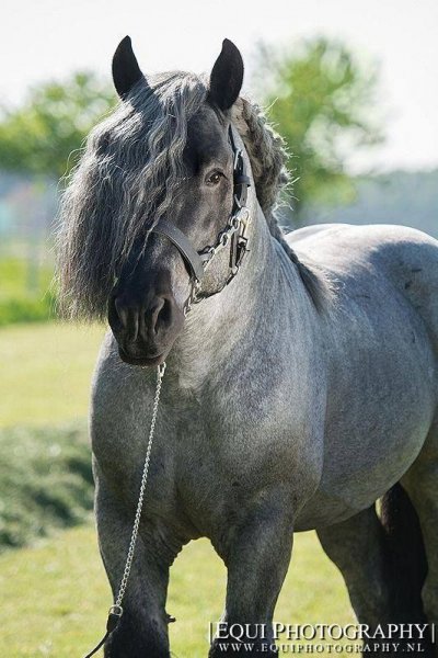 Horse love